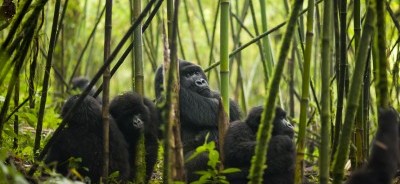 8 Days Uganda Bwindi Queen elizabeth Kibale Safari