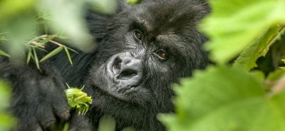 5 Days Trip to Queen Elizabeth and Bwindi Impenetrable Forests