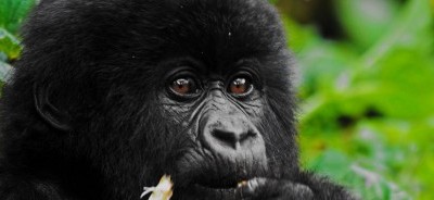 10 Days Gorillas and Wildlife Safari