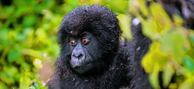 5 Days Gorilla Tracking and Queen Elizabeth National Park